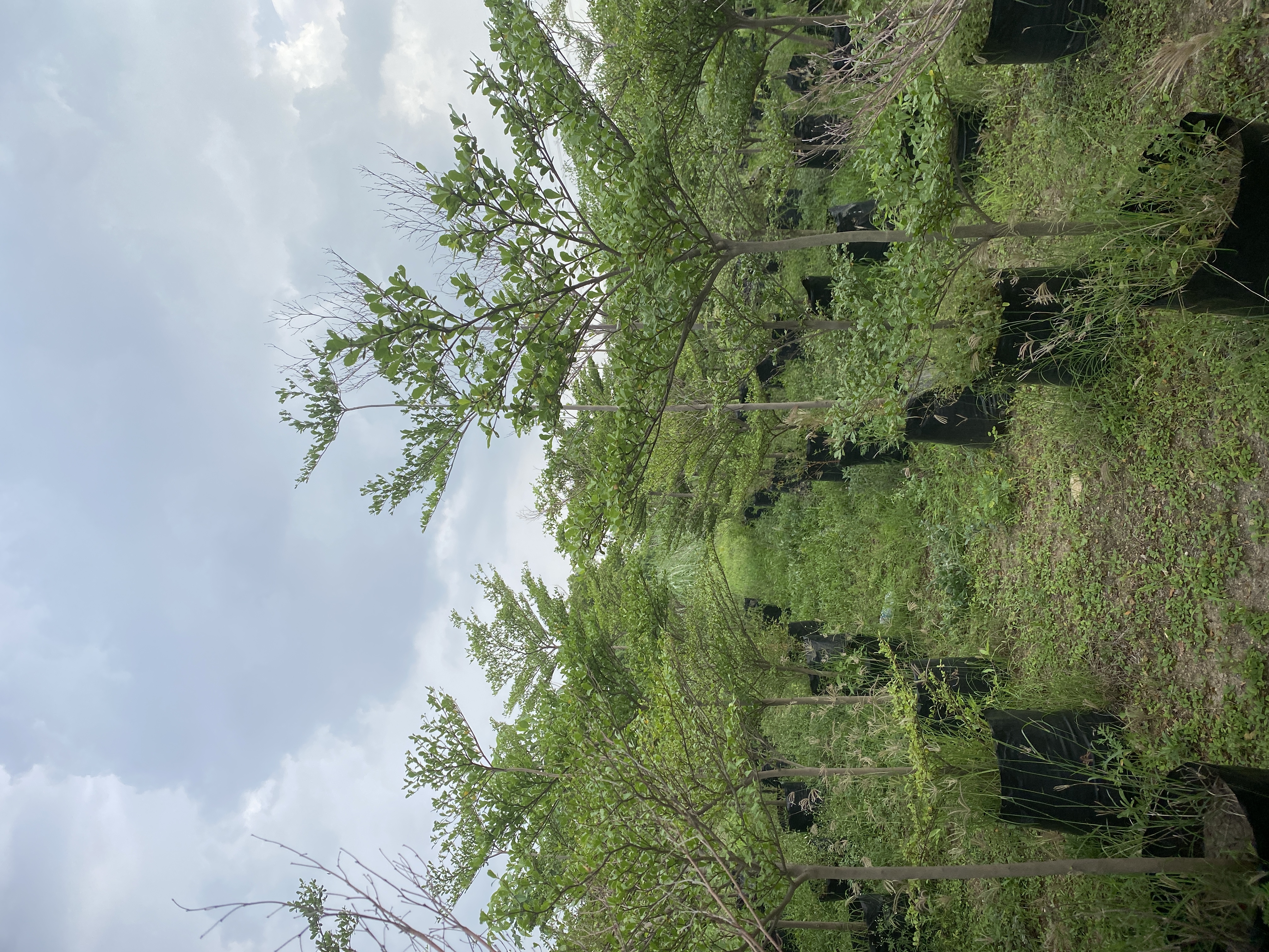 Plantation work and gardening